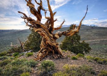 Да ли знате за најстарије дрво?