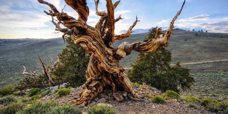 Да ли знате за најстарије дрво?