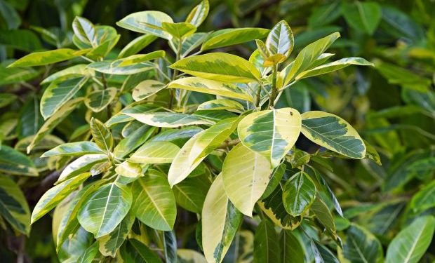 Ове собне биљке одлично подносе хладноћу