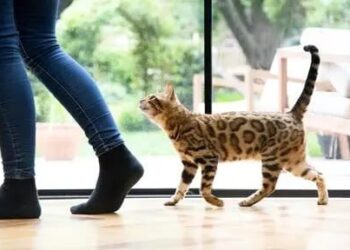 ТРИ ЗАНИМЉИВОСТИ О МАЧКАМА