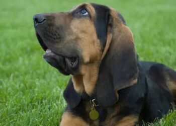 ЗАНИМЉИВОСТИ О ПСИМА