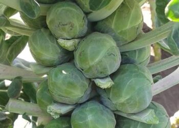 ПРОКЕЉ НА СРПСКИМ ПИЈАЦАМА: СВЕ ВИШЕ КУПАЦА, РАСТЕ И ПРОИЗВОДЊА