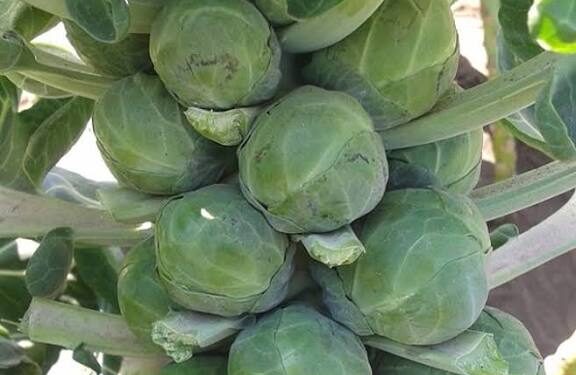 ПРОКЕЉ НА СРПСКИМ ПИЈАЦАМА: СВЕ ВИШЕ КУПАЦА, РАСТЕ И ПРОИЗВОДЊА