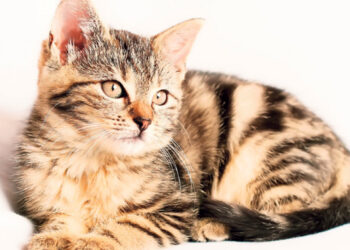 Кућни лекови и решења за стрес код мачака