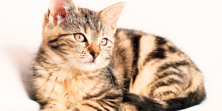 Кућни лекови и решења за стрес код мачака
