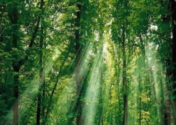 ВЛАДА ПРОГЛАСИЛА СПЕЦИЈАЛНИ РЕЗЕРВАТ: Босутске шуме под посебном заштитом